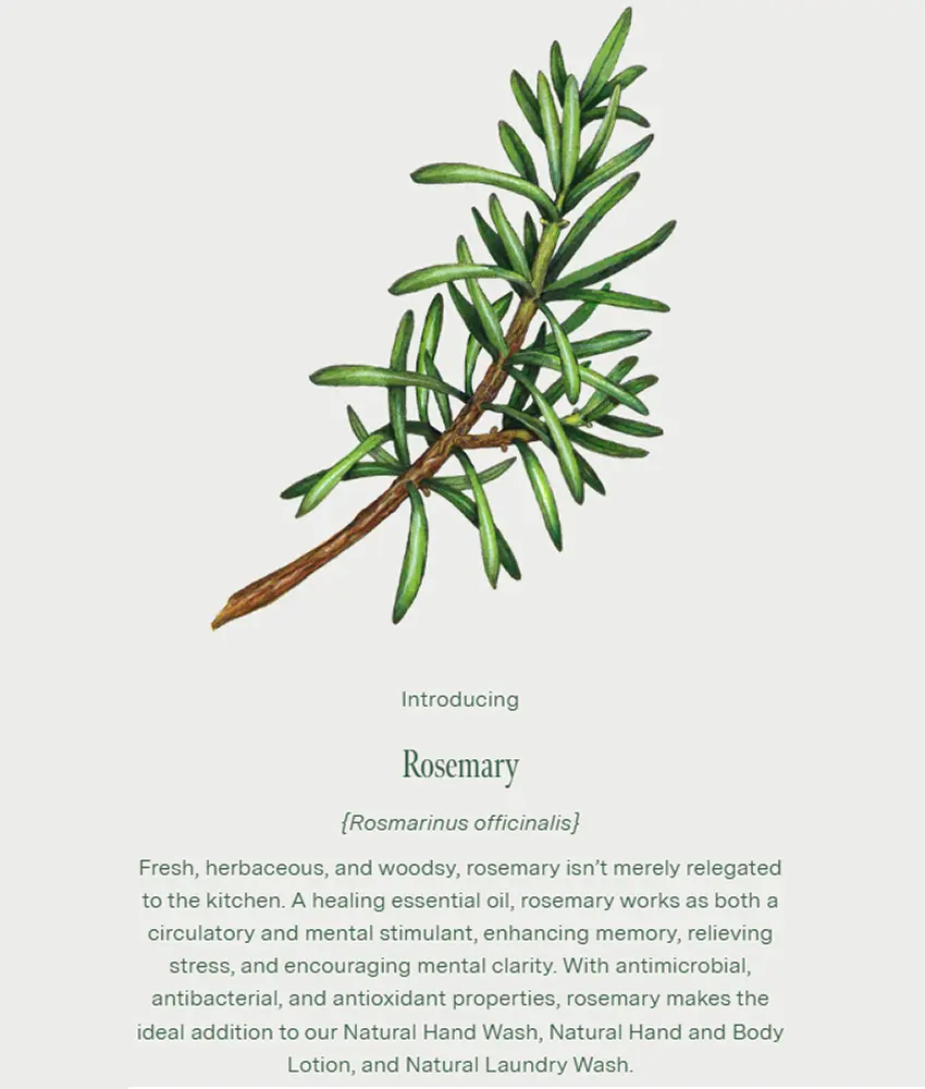 eucalyptus-rosemary-essential-oils-soothing-gentle-plant-based-eco-friendly.webp