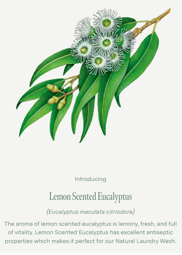 eucalyptus-rosemary-essential-oils-soothing-gentle-plant-based-eco-friendly.webp
